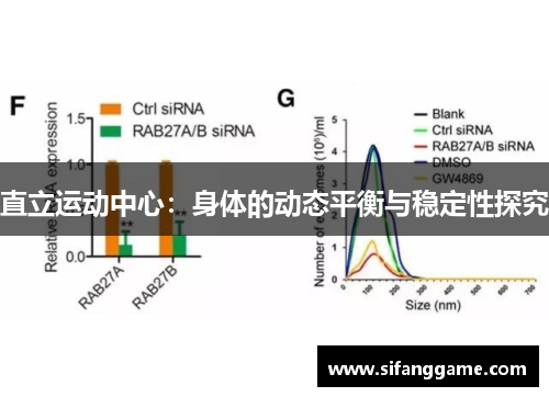 直立运动中心：身体的动态平衡与稳定性探究