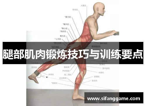 腿部肌肉锻炼技巧与训练要点